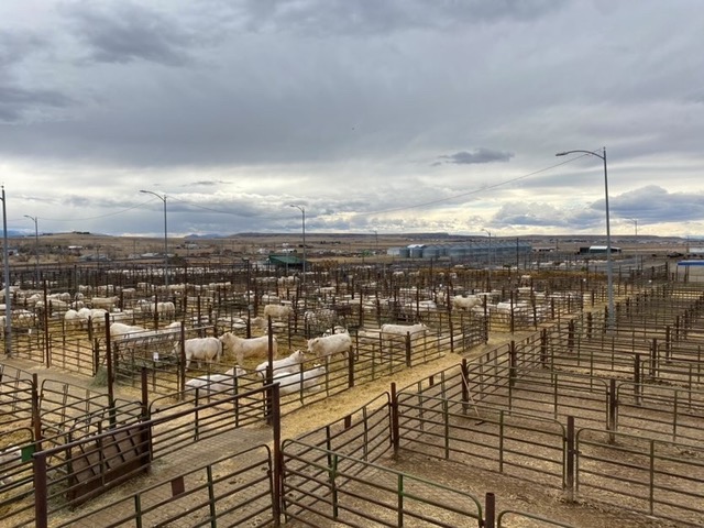 Aerial photograph of the DeBruycker Charolais bull sale in Montana 2022