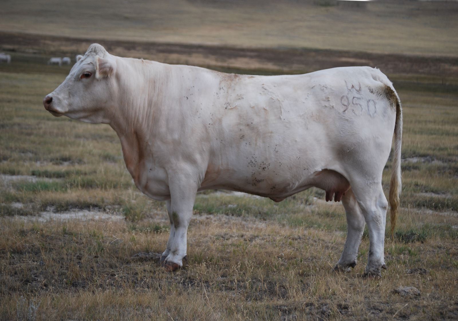Charolais cattle for sale