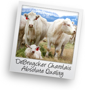 Charolais Cattle Producers